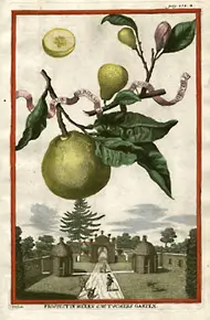 Historical illustration of bergamot by Volckamer, showing the citrus fruit, leaves, and flowers. This document highlights the origins of the National Bergamot Museum in Reggio Calabria.
