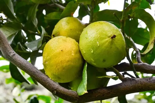 Close-up of a vibrant bergamot fruit highlighting its distinctive yellow-green peel, a symbol of the National Museum of Bergamot and the city of Reggio Calabria.